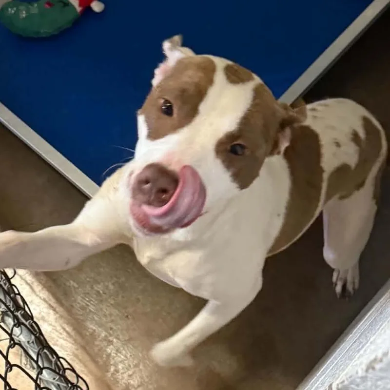A young medium-sized female White / Cream Pit Bull Terrier dog named Reason for adoption in Stephenville, TX