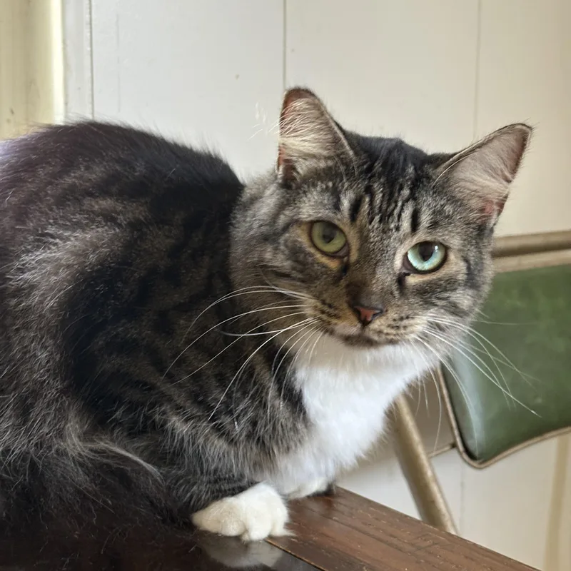 An adult medium-sized female Tabby (Brown / Chocolate) Domestic Long Hair cat named Callieowner passed for adoption in Port Orange, FL