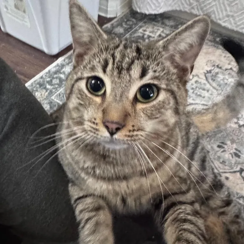 A young small-sized male Brown / Chocolate Domestic Short Hair cat named Benny for adoption in TITUSVILLE, FL