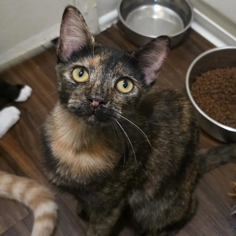 A baby medium-sized female Gray / Blue / Silver Domestic Short Hair cat named Lewis for adoption in Huntington Beach, CA
