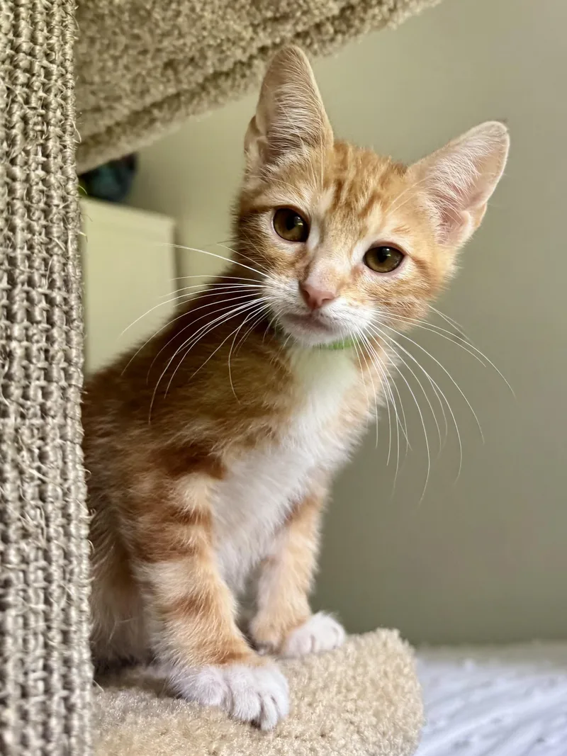 A baby medium-sized male Orange / Red Tabby cat named Saffron for adoption in Woodinville, WA