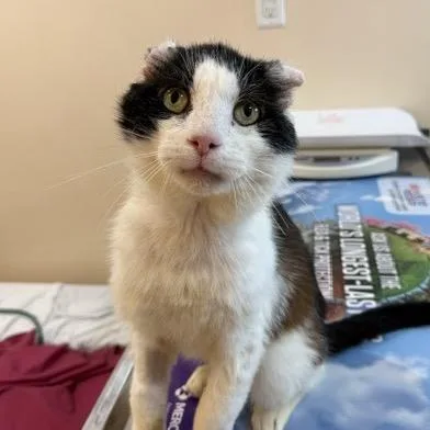 A senior large-sized male Black Domestic Short Hair cat named Sammie for adoption in Aldie, VA