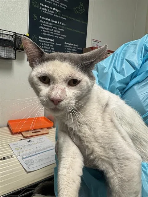 A young small-sized male Domestic Short Hair cat named Berry for adoption in Bakersfield, CA