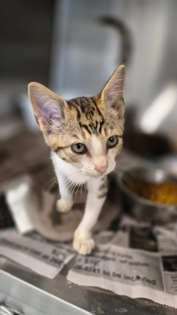 A baby medium-sized male Domestic Short Hair cat named Brady for adoption in Portland, IN