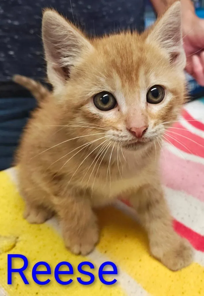 A baby small-sized male Domestic Short Hair cat named Reese for adoption in Mena, AR