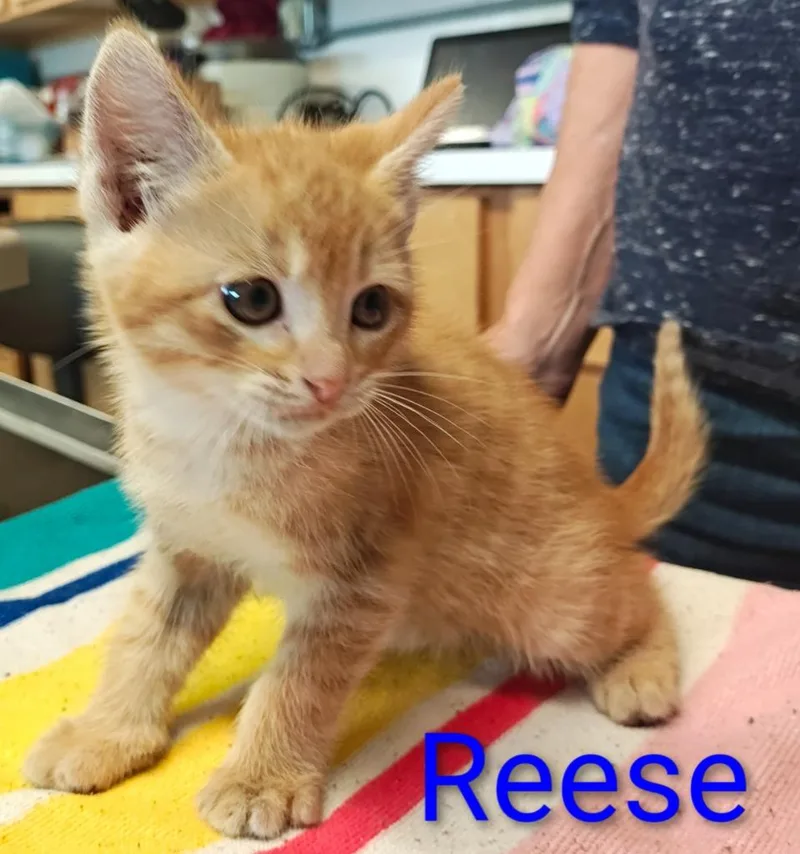 Reese thumbnail 2