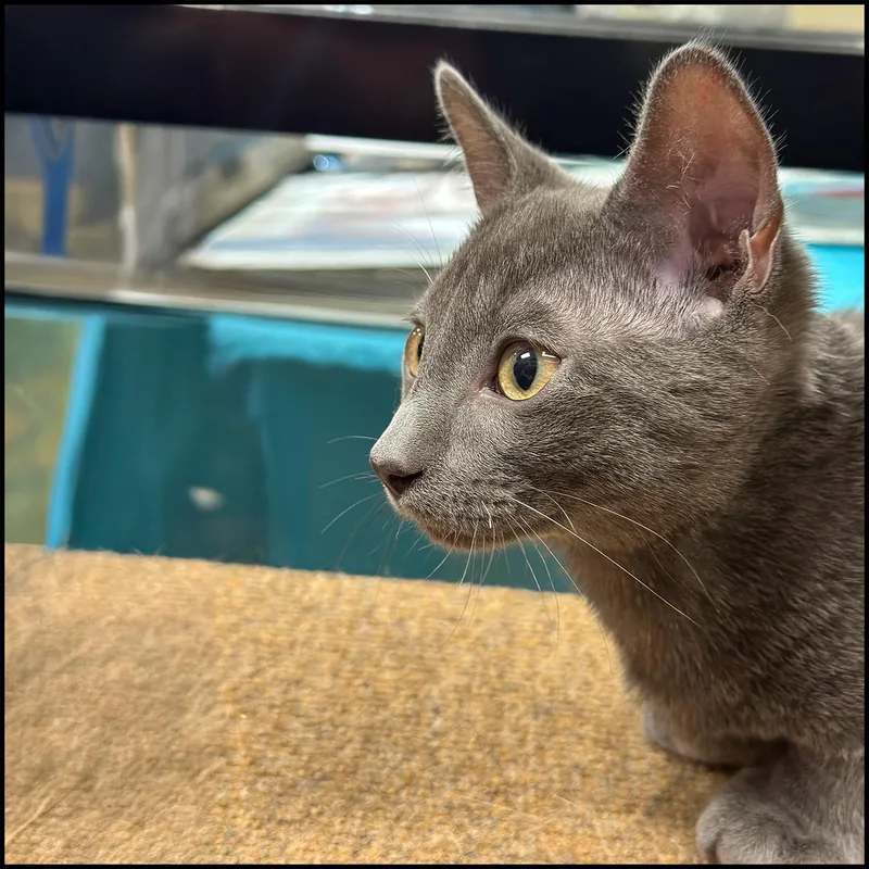 A young medium-sized male Gray / Blue / Silver Domestic Short Hair cat named Tom for adoption in Roswell, GA