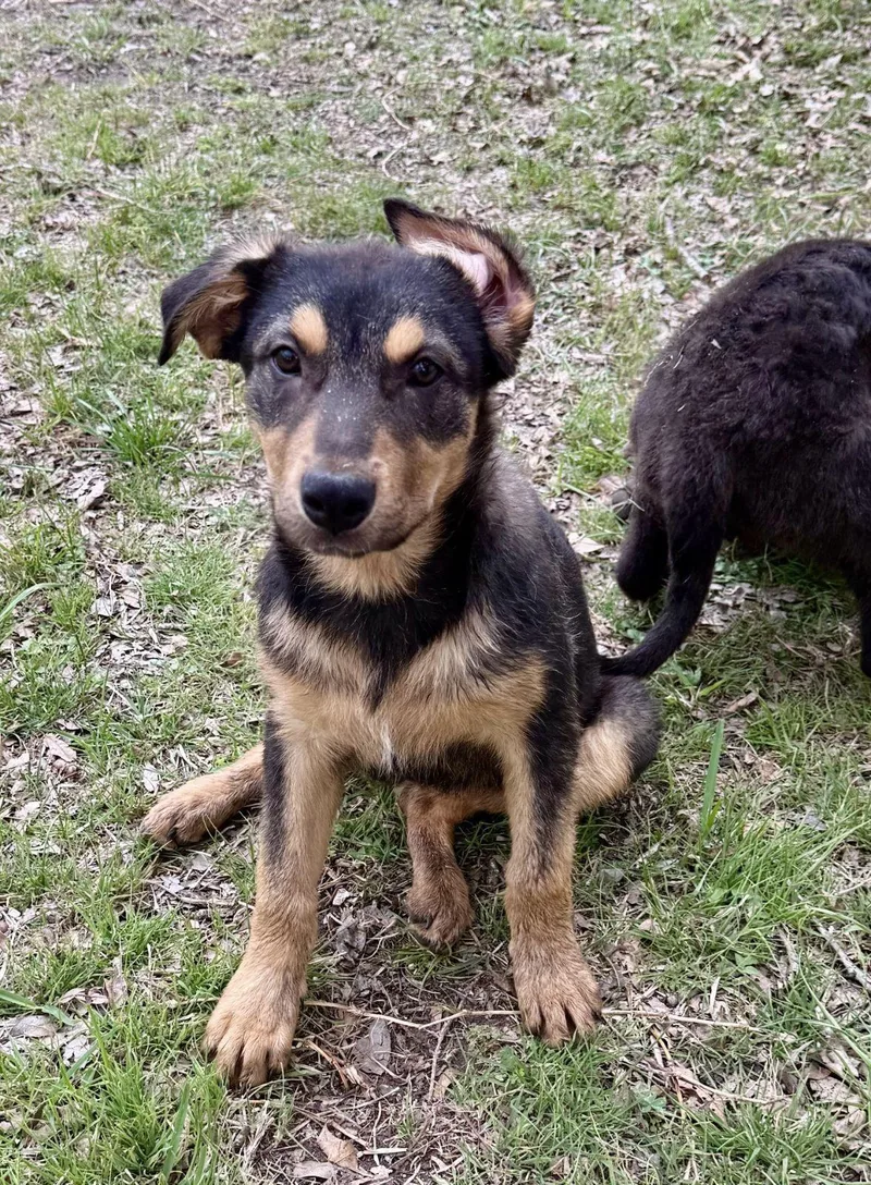 A young medium-sized female German Shepherd Dog dog named Moe Austin for adoption in Luling, TX