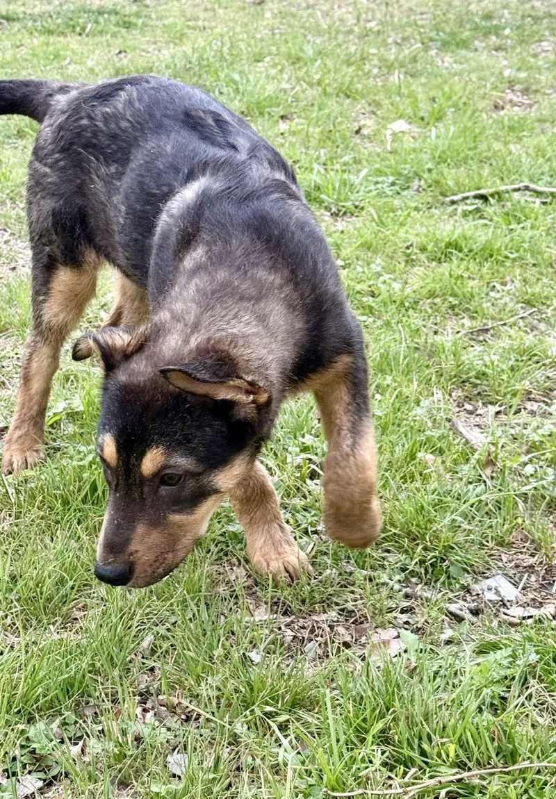 Moe Austin thumbnail 4