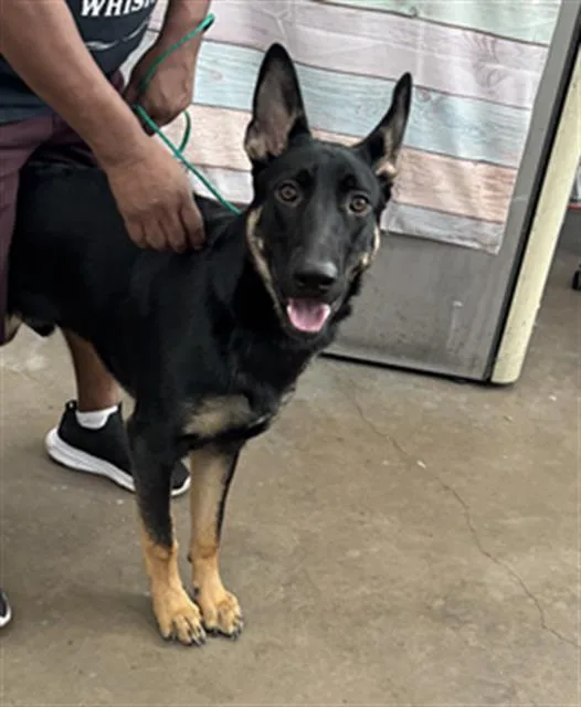 A young large-sized male Mixed Breed dog named Drako for adoption in Dallas, TX