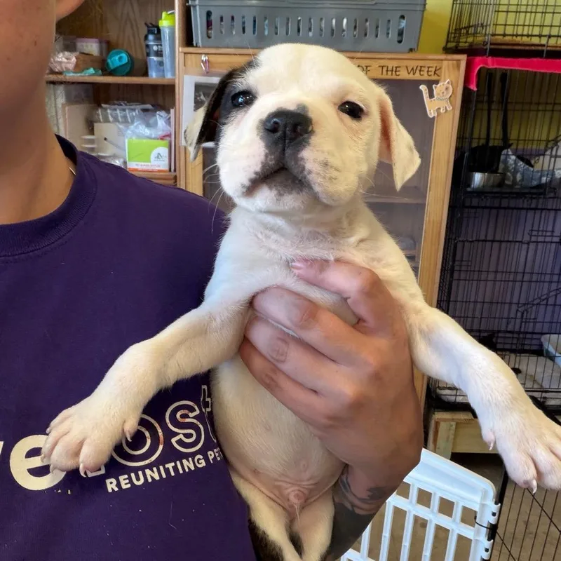 A baby small-sized male Mixed Breed dog named Acorn for adoption in Webster, TX