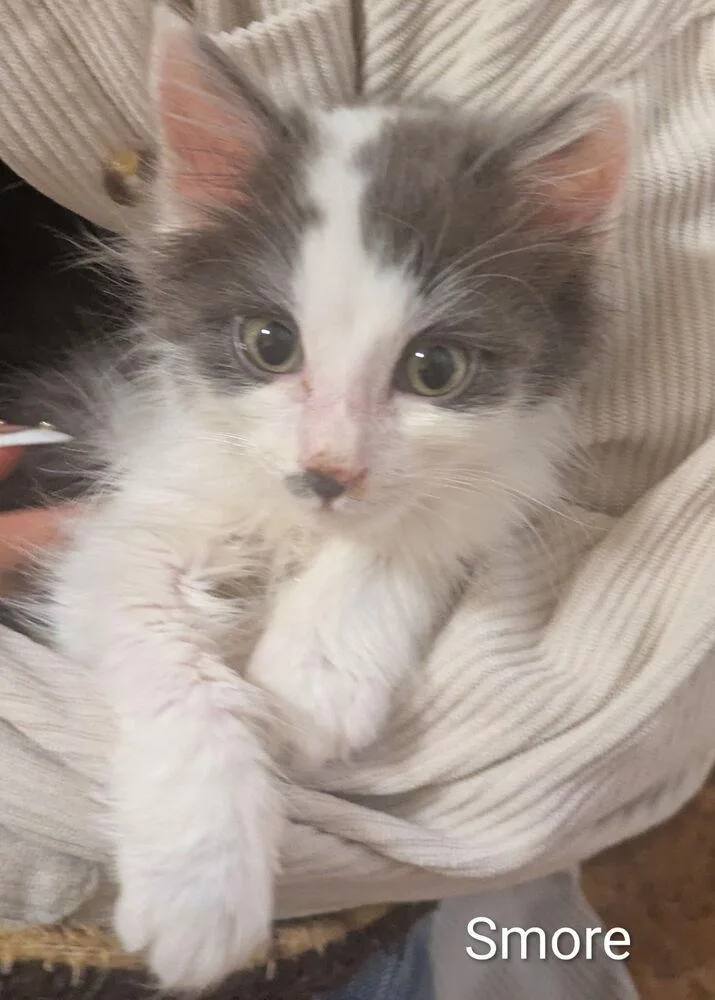 A baby small-sized male Gray & White Domestic Medium Hair cat named Smore for adoption in Vancouver, WA