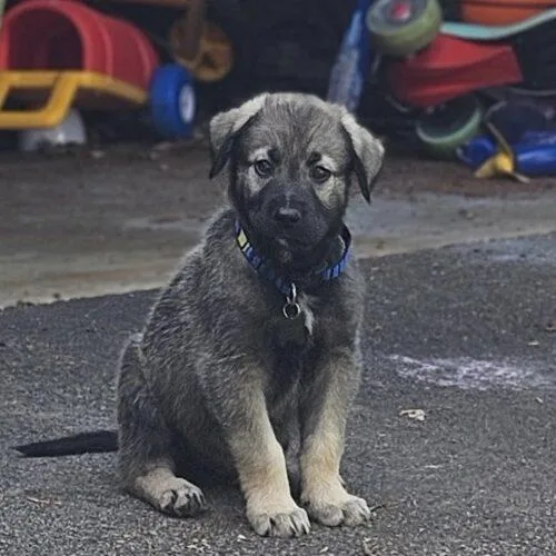A baby extra large-sized male Sable Anatolian Shepherd dog named Roland for adoption in Lincolnshire, IL