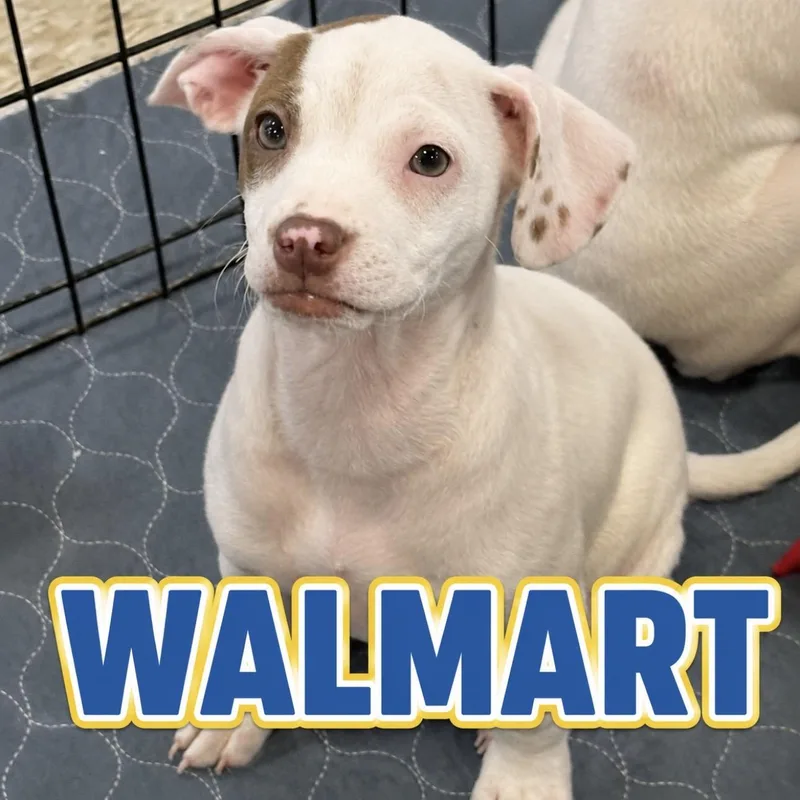 A young medium-sized male Red / Chestnut / Orange Terrier dog named Walmart for adoption in Pilot Point, TX