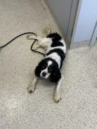 An adult medium-sized male Mixed Breed dog named Knox for adoption in Lafayette, IN