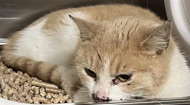 A young medium-sized male Domestic Short Hair cat named Egg Salad for adoption in Upper Marlboro, MD