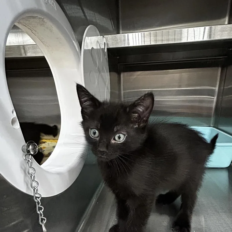 A baby small-sized male Black Domestic Short Hair cat named Emilio for adoption in Upland, CA