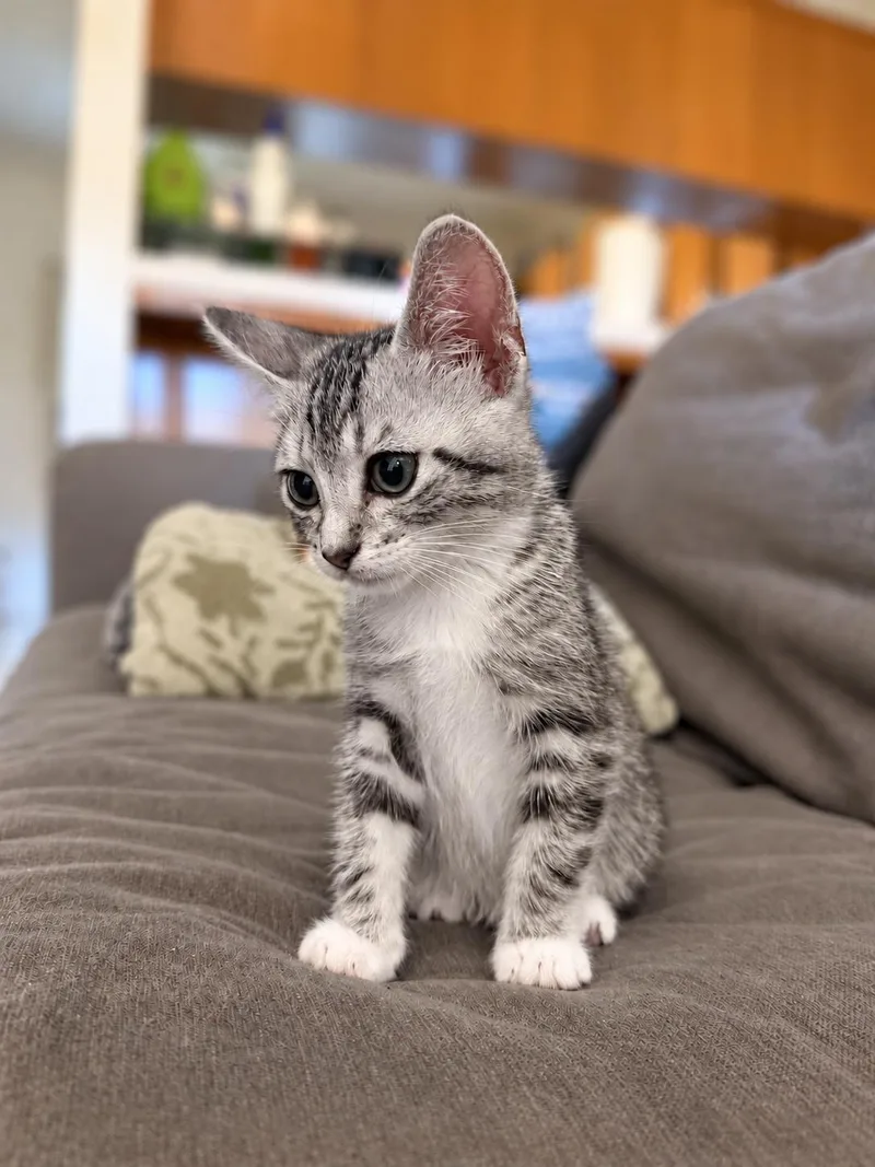 A baby medium-sized female Tabby (Gray / Blue / Silver) Tabby cat named Ginkgo G for adoption in Fresno, CA