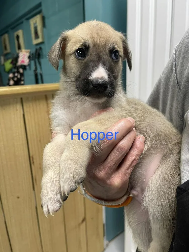 Hopper thumbnail 2