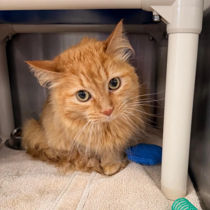 An adult medium-sized female Orange / Red Domestic Long Hair cat named Goya for adoption in Indianapolis, IN