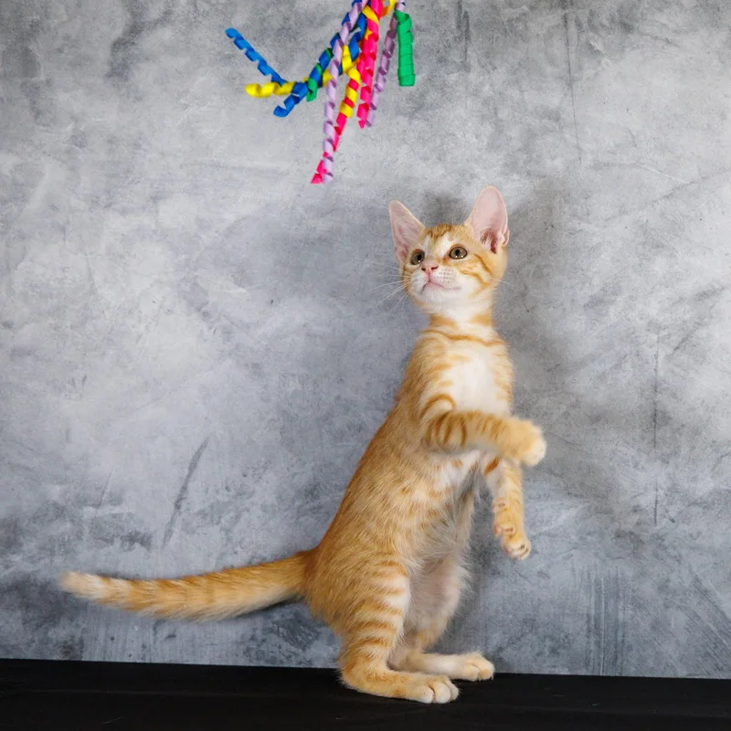 A baby medium-sized male Orange / Red Tabby cat named Cheeseball for adoption in St. Cloud, FL