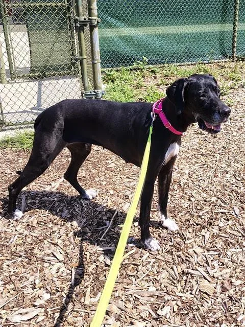 An adult medium-sized female Great Dane dog named Teeny for adoption in Leesburg, VA