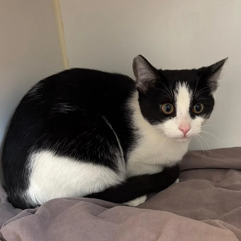 A young medium-sized female White Domestic Short Hair cat named Jersey for adoption in Naperville, IL