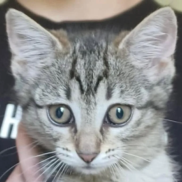 A baby small-sized female Brown / Chocolate Domestic Short Hair cat named Maicy for adoption in Coralville, IA