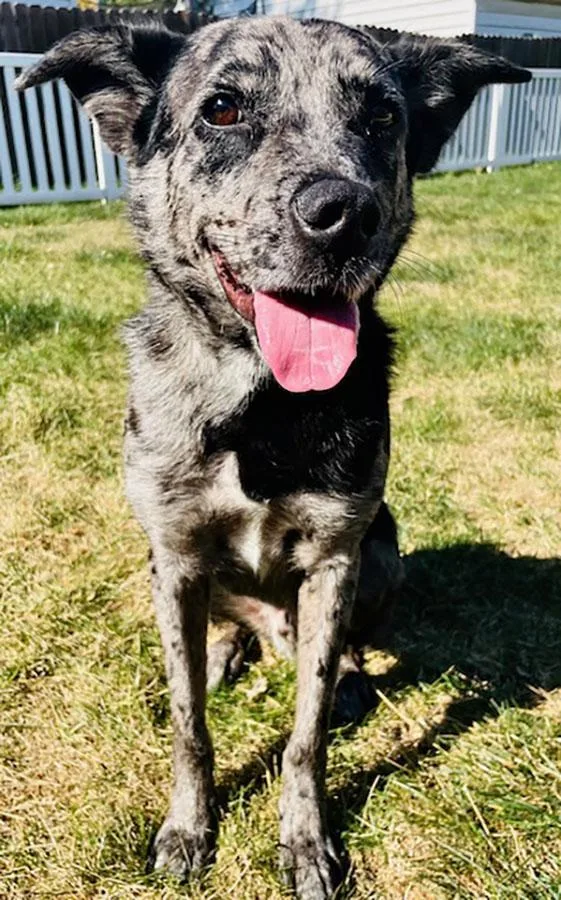 A young medium-sized male Merle (Blue) Cattle Dog dog named Jensen for adoption in Joliet, IL