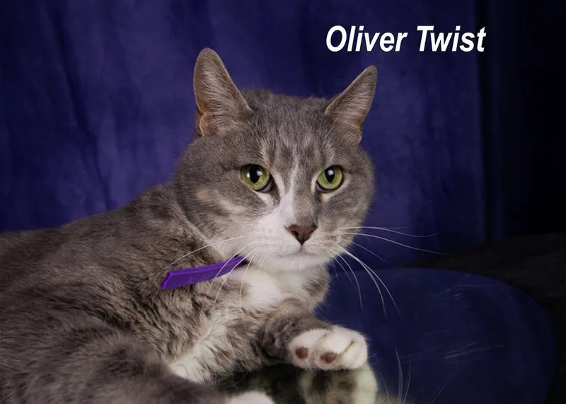 An adult large-sized male Tabby (Gray / Blue / Silver) Tabby cat named Oliver Twist for adoption in York, NE