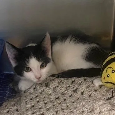 A baby small-sized female Domestic Short Hair cat named Amity for adoption in Chehalis, WA