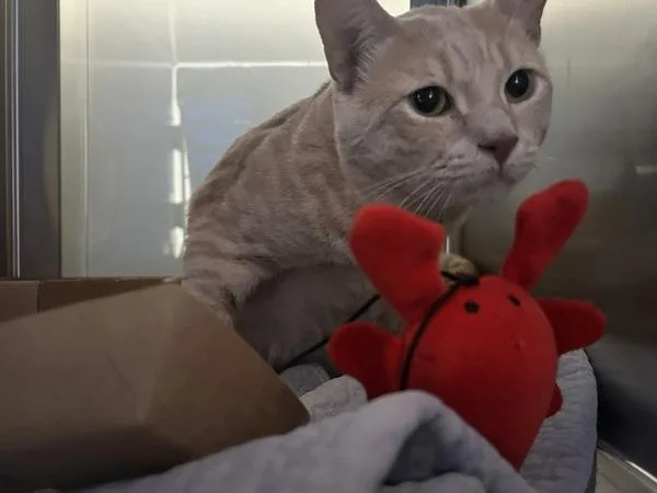 An adult large-sized male Domestic Short Hair cat named Prince for adoption in Ridgewood, NY