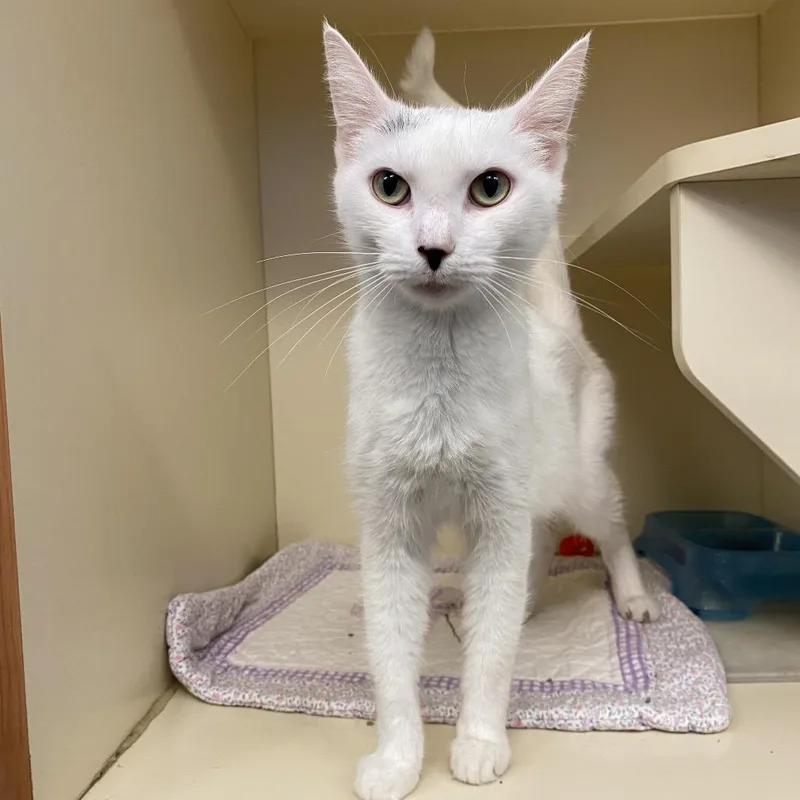 An adult medium-sized female White Domestic Short Hair cat named Swan for adoption in Dayton, OH
