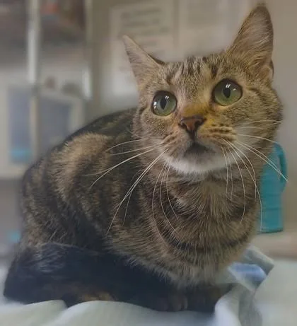 An adult small-sized female Domestic Short Hair cat named Oregano for adoption in Taylorsville, NC