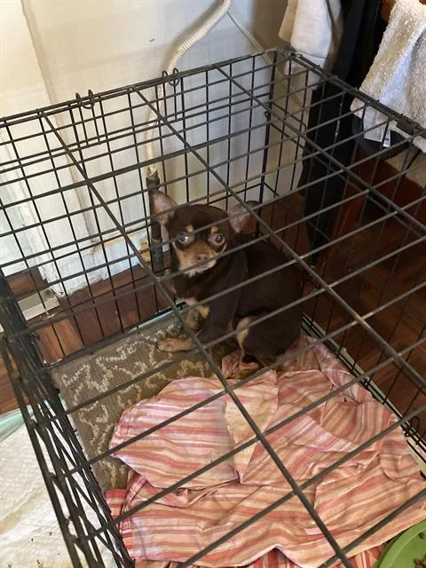 An adult small-sized male Chihuahua dog named Lil Daddy for adoption in Dallas, TX