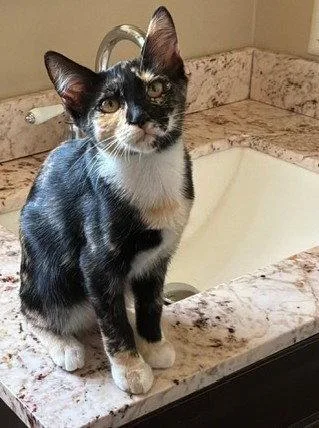 A baby medium-sized female Domestic Short Hair cat named Cali for adoption in Seal Beach, CA