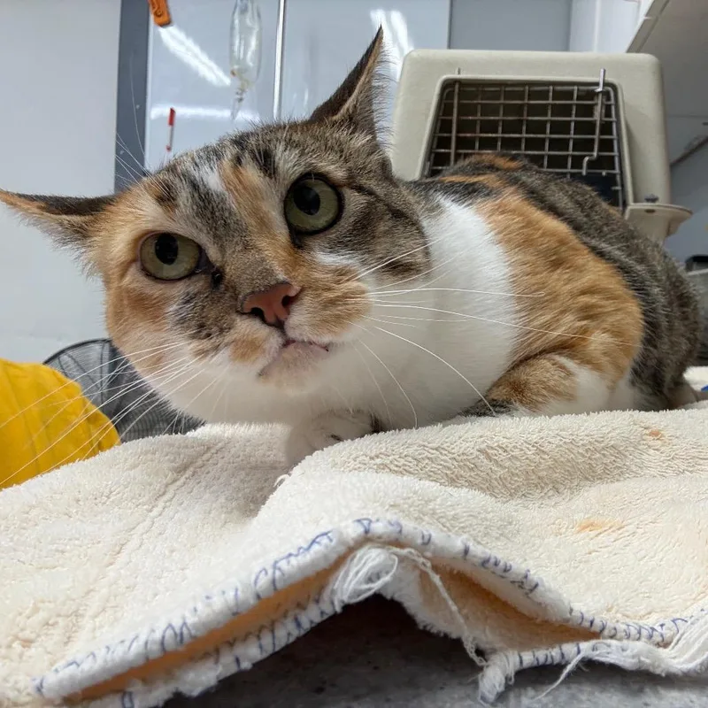 An adult medium-sized female Domestic Short Hair cat named Mosaica for adoption in Spokane, WA