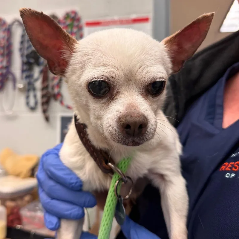 A senior small-sized female White / Cream Chihuahua dog named Lucy for adoption in Birdsboro, PA