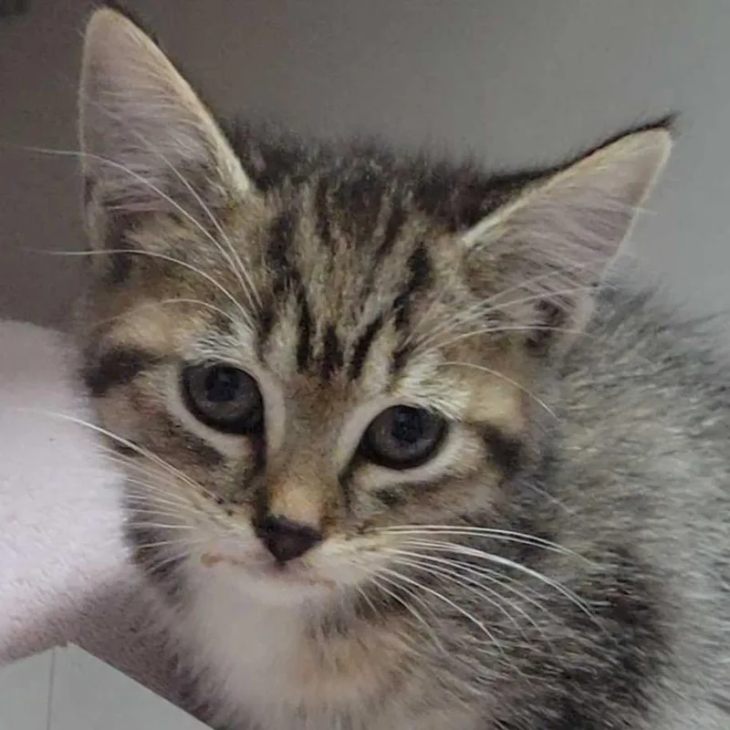 A baby small-sized female Brown / Chocolate Domestic Short Hair cat named Macaroni for adoption in Redwood City, CA