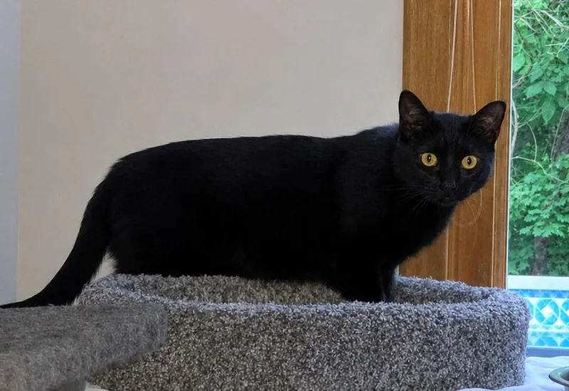 An adult medium-sized male Domestic Long Hair cat named Jasper for adoption in Canton, CT