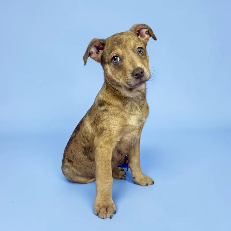 A baby medium-sized male Merle (Red) Australian Shepherd dog named Paintbrush for adoption in Alvin, TX
