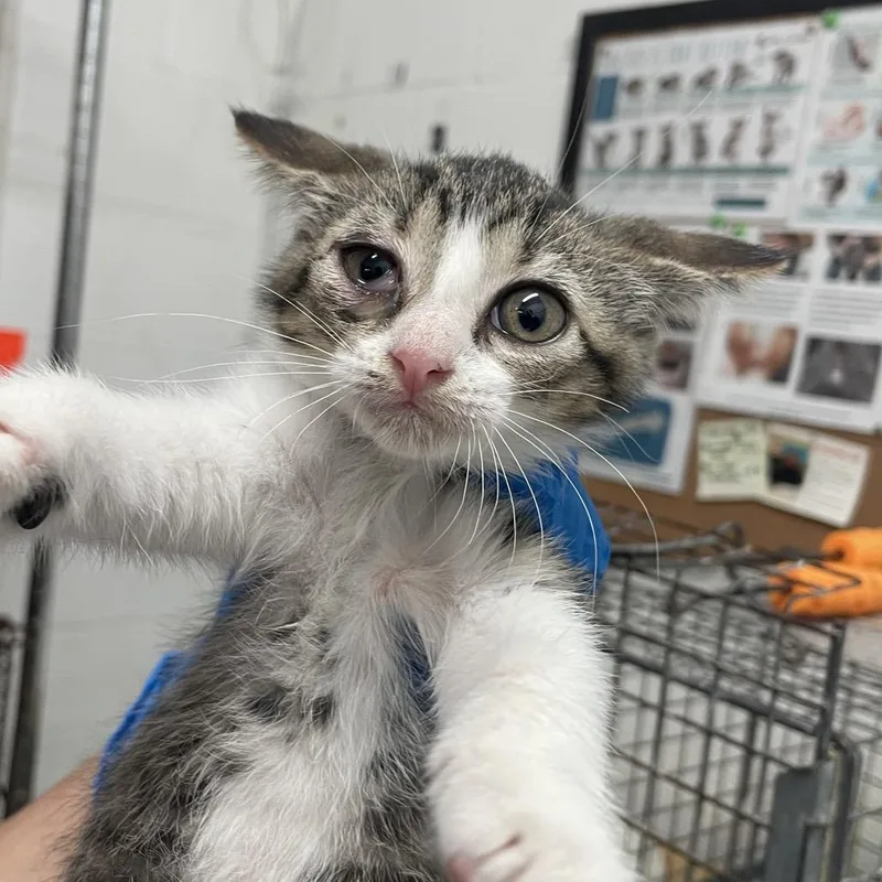 A baby small-sized female Gray / Blue / Silver Domestic Short Hair cat named Rowena for adoption in Edinburg, TX