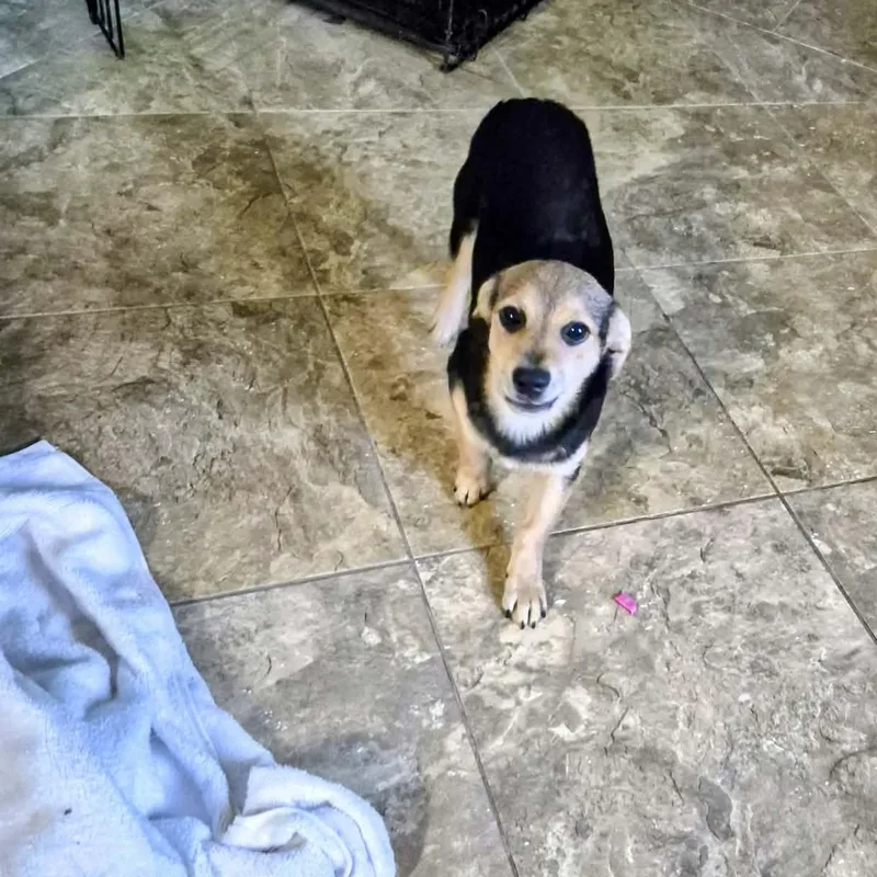 A baby small-sized female Black Chihuahua dog named Suzy for adoption in Mooresville, NC