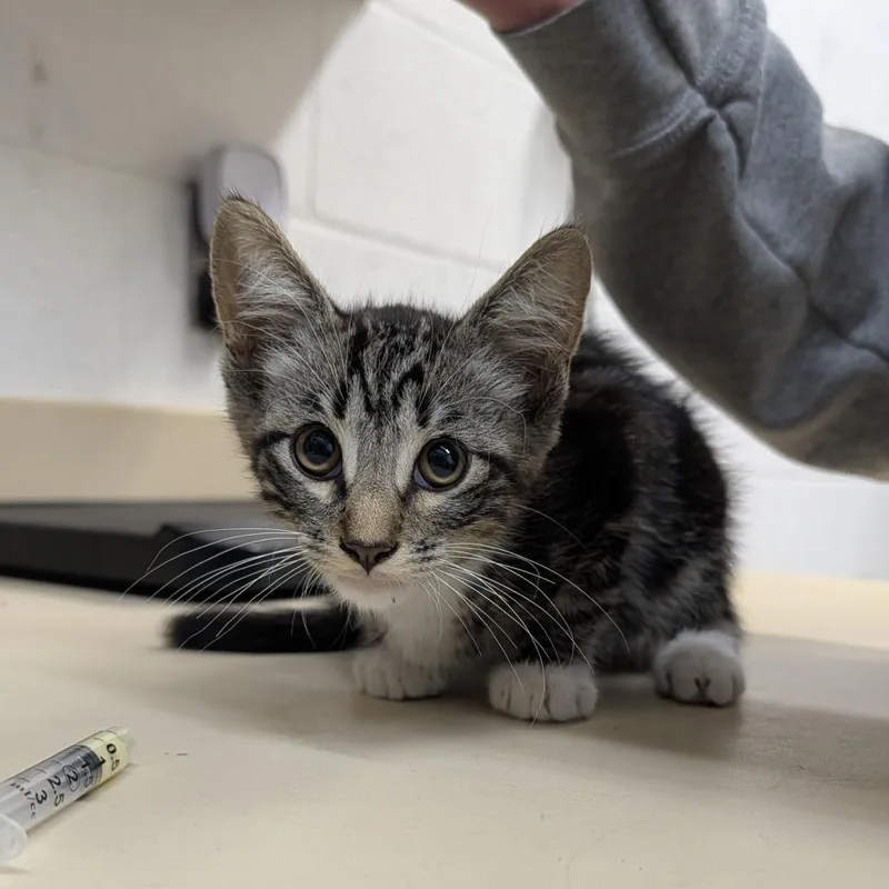 A baby small-sized male Black Domestic Short Hair cat named Frick for adoption in Ardmore, OK