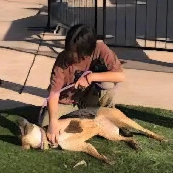 An adult large-sized female Tricolor (Brown, Black, & White) Shepherd dog named Athena Ii for adoption in Concord, CA