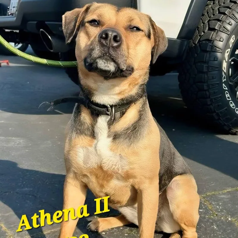 Athena Ii thumbnail 2