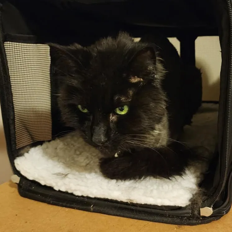 A senior small-sized female Black Domestic Long Hair cat named Brownie for adoption in Rockford, MI