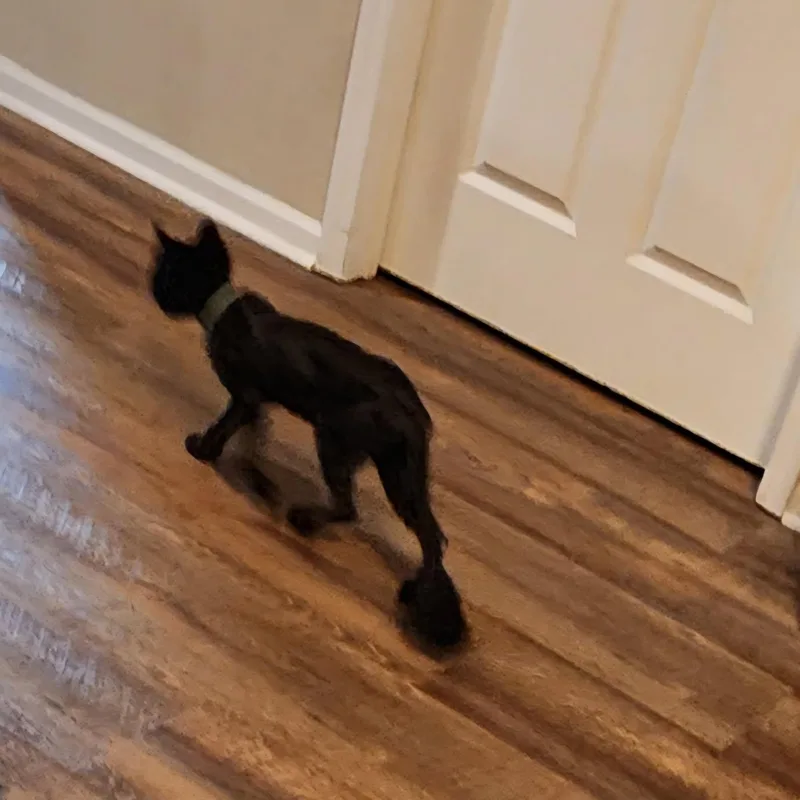Brownie thumbnail 3