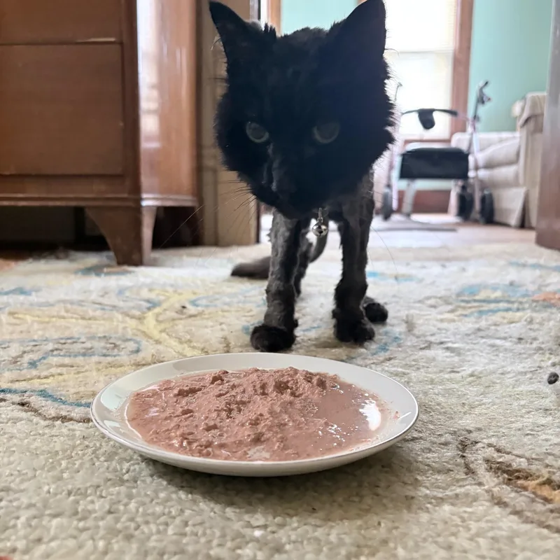 Brownie thumbnail 4
