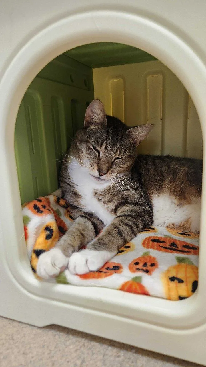 A young small-sized male Tabby (Brown / Chocolate) Domestic Short Hair cat named Arthur Read for adoption in Raleigh, NC